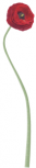 Fleur de Pavot imprim� sur adh�sif blanc avec d�coupe �  la forme.