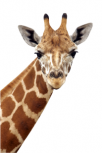 sticker girafe, stickers animaux de la jungle, sticker girafe, stickers tete de girafe, stickers girafes, autocollant girafe, d�coration murale girafe, adhesif girafe, sticker deco adhesive girafe, deco afrique