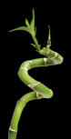 Sticker d�co bambou imprim� sur vinyle et d�coup� � la forme. Les stickers bambous sont fabriqu�s sur mesure. A vous de choisir la taille de vos stickers muraux bambou.
