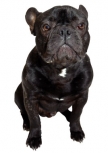 Sticker bouledogue imprim� sur adh�sif et d�coup� � la forme. Aucun contour autour du sticker. Un sticker trop mignon qui a du chien.