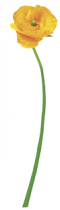 Sticker coquelicot jaune. Sticker coquelicot jaune imprim� sur adh�sif blanc avec d�coupe � la forme.