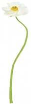 Sticker fleur imprim�e sur adh�sif blanc avec d�coupe � la forme.