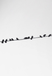 Sticker oiseaux sur un fil d�coup� � la forme dans vinyle adh�sif uni.