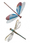 stickers insectes