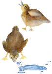 stickers canard poussin