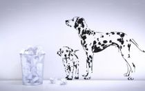 Stickers chien dalmatien