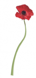 Stickers coquelicot imprim� sur vinyle adh�sif avec d�coupe � la forme.