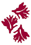 3 stickers coraux d�coup�s � la forme dans vinyle de couleur unie.