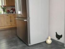 stickers cuisine poule