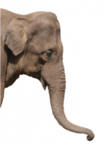 Stickers elephant