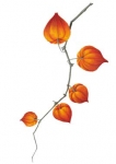 stickers fleurs oranges