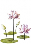 stickers lotus misstigri