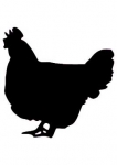 Stickers poule