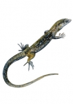 stickers reptile