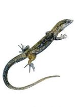 stickers reptile
