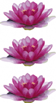 Stickers muraux nenuphars. 3 stickers muraux n�nuphars imprim�s sur adh�sif blanc avec d�coupe � la forme. Le sticker mural, une d�co id�ale r�alis�e sur mesure