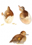 stickers caneton