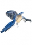 stickers oiseau bleu