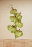Sticker orchid�e verte imprim�e sur vinyle adh�sif avec d�coupe � la forme. Un mur de salle de bain peut changer du jour au lendemain avec une d�coration adh�sive r�alis�e sur mesure en fonction de vos mesures.