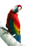 stickers perroquet imprim� sur vinyle adh�sif avec d�coupe � la forme. Plus vrai que nature, ce d�cor autocollant avec un perroquet sur sa corde va donner un peu de couleur a votre d�coration. Dans l'angle d'un mur ou d'une vitre ce sticker fera sensation.