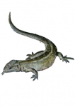 stickers lezard