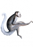 stickers singe aquarelle