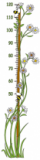Stickers toise marguerites imprim�e sur adh�sif blanc avec d�coupe � la forme.