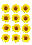 12 stickers tournesols imprim�s sur adh�sif et d�coup�s � la forme. Ces stickers muraux vont faire rentrer le soleil dans vos maisons. Id�al pour sticker votre carrelage un peu triste. Les stickers iDzif sont r�sistants � l'eau.