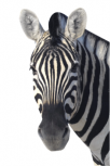 Stickers muraux Z�bre. Stickers imprim� sur adh�sif blanc et d�coup� � la forme. Tous nos stickers z�bres sont fabriqu�s sur mesure et ne comporte aucun contour. Cet autocollant est id�al pour compl�ter ou une d�coration sur le th�me africain ou sur les animaux de la savane.